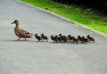 Man’s act of kindness costs him his life – Helping ducks cross the road ends in tragedy