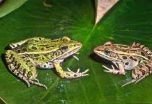 Chaotic scenes as residents bash woman for causing boy (5) to pass out living frogs as fɑeces