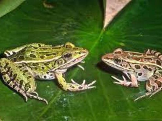 Chaotic scenes as residents bash woman for causing boy (5) to pass out living frogs as fɑeces