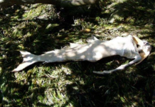 VIDEO: Sangoma narrates how he killed a mermaid after it snatched a boy at Mudzimu Ndateura pools