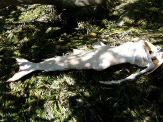 VIDEO: Sangoma narrates how he killed a mermaid after it snatched a boy at Mudzimu Ndateura pools