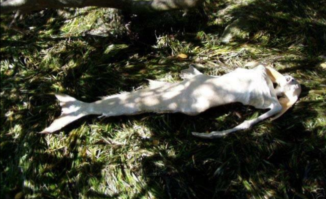 VIDEO: Sangoma narrates how he killed a mermaid after it snatched a boy at Mudzimu Ndateura pools