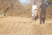 It’s a gift from my ancestors: Pandemonium as woman bursts into tears after bus ran over python