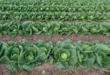 Horrific details emerge: 2 men drugged and killed 7-year-old boy to boost cabbage business