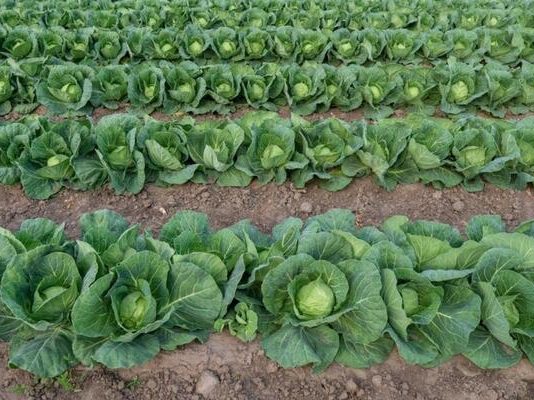 Horrific details emerge: 2 men drugged and killed 7-year-old boy to boost cabbage business