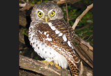 7 armed robbers and 2 sangomas arrested, owl feathers, hyena legs and teeth recovered (SEE NAMES)