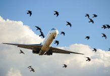Pilot moved to tears as flock of birds flies in formation alongside his plane