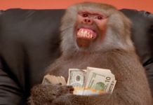 Strange Happenings: Chaos as baboons storm man’s homestead demanding money he owes popular sangoma