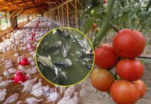 Farmers Workshop: Broiler Chickens, Road Runners, Ducks, Tomatoes, Peppers, Cabbages & Vegetables