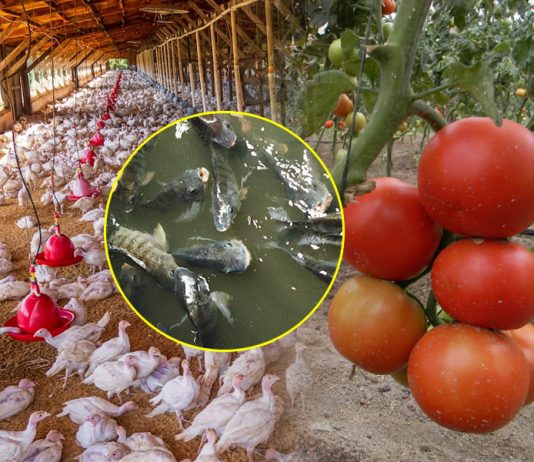 Farmers Workshop: Chickens, Ducks, Fish, Tomatoes, Peppers, Cabbages & Vegetables