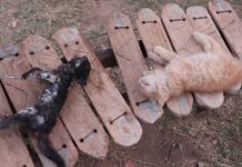 Serious drama as man strips naked, kills and roasts cat at brother-in-laws house