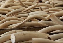 Wildlife crime crackdown: 6 arrested for ivory possession in Beitbridge