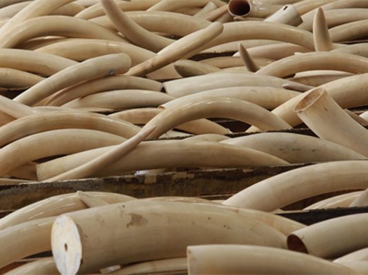 Man arrested for illegal possession of ivory in police sting operation
