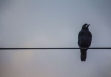 Christmas celebration turns tragic as man guns down grandson while trying to shoot crows