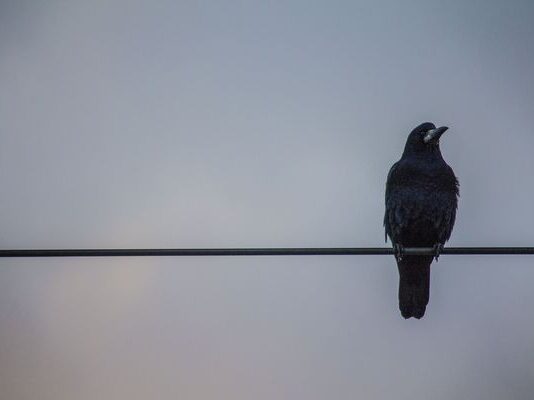 Christmas celebration turns tragic as man guns down grandson while trying to shoot crows