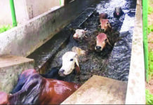 SAD NEWS: Boy tragically drowns after falling into dip tank