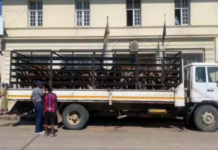 Drama as police intercept truck carrying 19 cattle, 2 rustlers arrested