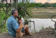 From crocodile to leopard: Former cricketer rescued from big cat’s jaws by Chikara