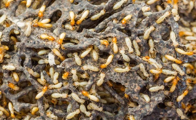 where do termites live