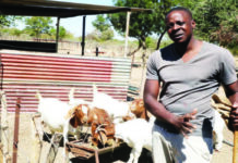 Man explains how he left his job as a psychiatric nurse in UK to start farming in Zim from scratch