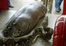 HORROR: Missing woman’s body found inside python’s stomach
