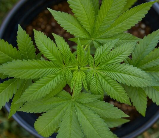 How to Choose the Right Indica Seeds for Your Garden