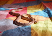 Mutasa man’s snakes leak family members at night, court ruling orders pastor to let congregant visit a sangoma