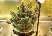 How to Prune and Train Autoflower Plants for Maximum Yield