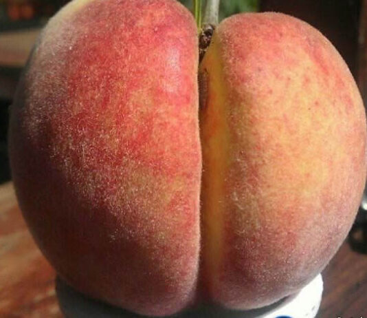 Akavhiyiwa stonyie nebanga: Deadly Chitungwiza man cuts sugar mama’s vag!na with a knife as punishment for ‘cheating’