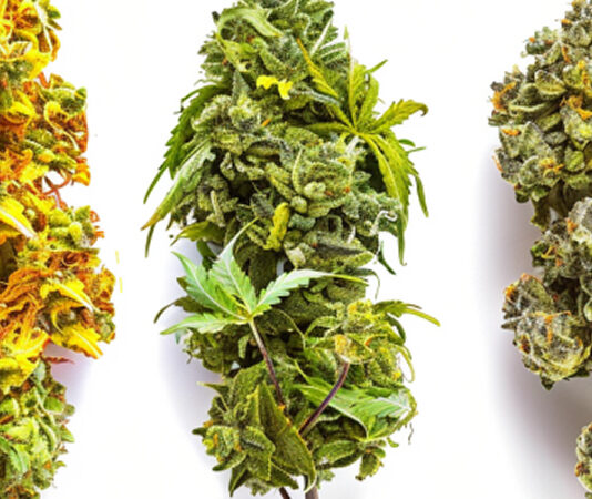 Beyond the Basics: What Today’s Seed Collectors Should Know About Sativa and Indica Strains