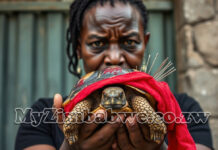 Harare woman arrested for demanding salary from HR Manager while armed with a live tortoise tied with a red cloth