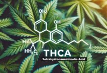 Understanding THCA’s Legal Status in Zimbabwe: What You Need to Know