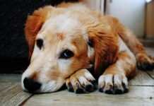 Dog found eating and enjoying missing Milton’s remains
