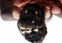 Goblins enjoy lula lula with daughters and varoora in Epworth: 6 people mysteriously died around the same time each year