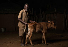Extremely sex-starved Shurugwi man (67) caught having lula lula with a neighbour’s calf: My wife died and my girlfriend arikundinyima bonde