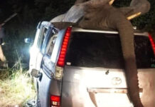 Accident with an elephant in Victoria Falls kills 1 and leaves 5 people injured, speeding car drags into the bush while carrying the elephant