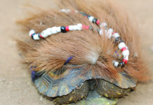 Witchcraft scare in Glen View 1 as tortoise wearing beads, black cloths and hair weave storms tuckshop