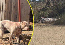 Harare man mauled to death by vicious pit bull dog in Harare: Owner arrested as authorities kill the dog & neighbours speak out