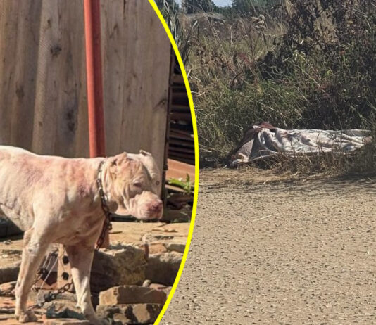 Harare man mauled to death by vicious pit bull dog in Harare: Owner arrested as authorities kill the dog & neighbours speak out