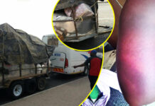 Female Cross-Border Trader Charlotte Dube Abducted and Brutally Assaulted by 5 Zebra Kiss Bus Crew Over False Theft Accusation