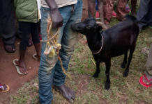 Gokwe sangoma who has 3 wives caught red-handed, enjoying lula lula with a neighbour’s goat