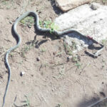 Bulawayo prophet uses stage-managed snakes ‘miracle’ to defraud Bank manager of US$3,000, Toyota Hilux and Toyota Aqua