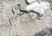 Bulawayo prophet uses stage-managed snakes ‘miracle’ to defraud Bank manager of US$3,000, Toyota Hilux and Toyota Aqua