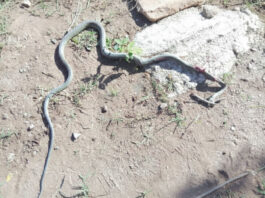 Bulawayo prophet uses stage-managed snakes ‘miracle’ to defraud Bank manager of US$3,000, Toyota Hilux and Toyota Aqua