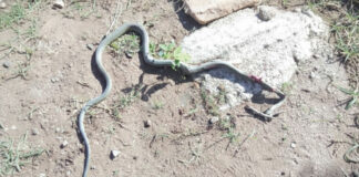 Bulawayo prophet uses stage-managed snakes ‘miracle’ to defraud Bank manager of US$3,000, Toyota Hilux and Toyota Aqua