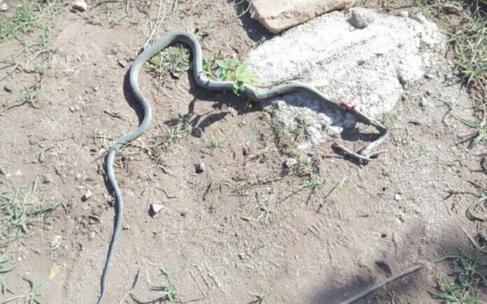 black mamba snake killed
