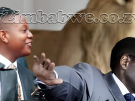 The MUGABES AT IT AGAIN: Chatunga Mugabe arrested for shooting a guard in South Africa