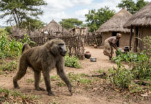 The Shocking Story of a Mhangura Family Haunted by a ‘Witchcraft Baboon’ That Stalks a Sick Daughter (15