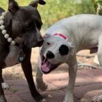 TANAKA’S TRAGEDY: Innocent toddler, just 2 years old, brutally torn apart and killed by vicious Pit Bull dogs in Bulawayo