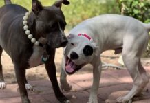 TANAKA’S TRAGEDY: Innocent toddler, just 2 years old, brutally torn apart and killed by vicious Pit Bull dogs in Bulawayo